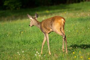 hueva ciervo en bosque, capreolus capreolus. salvaje hueva ciervo en naturaleza. foto