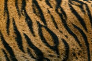 Tiger pattern, real sumatran tiger texture skin black orange stripe pattern for background photo