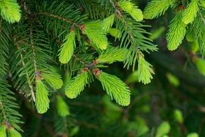 Young shoots on spruce branches in spring. Natural forest background. photo