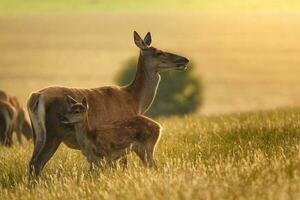 rojo ciervo hembra posterior madre y joven bebé becerro a puesta de sol. foto