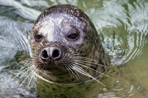 Harbor Seal  with his head above green water photo