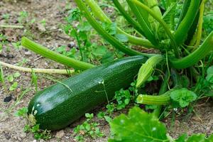 Green zucchini in garden. Growing zucchini on a vegetable garden. photo