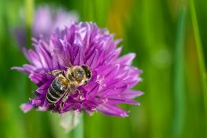 Honey bee collecting nectar from chives plant blossom. photo