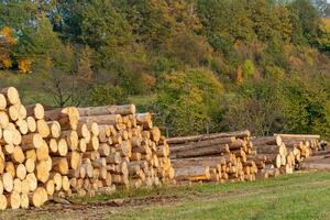 Pile of wood. A view of huge stacks of logs. photo