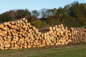 Pile of wood. A view of huge stacks of logs. photo