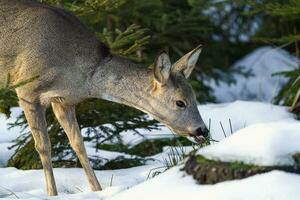 hueva ciervo come césped debajo nieve en abeto bosque, capreolus capreolus. salvaje hueva ciervo en naturaleza. foto