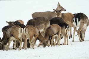 A large herd of European red deer, fallow deer and European mouflon on the feeding platform in winter. photo