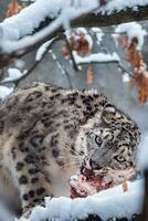 nieve leopardo come comida en el nieve foto