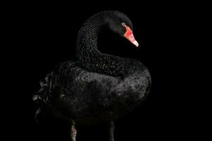 negro cisne aislado en negro antecedentes. hermosa Oeste australiano negro cisne. foto