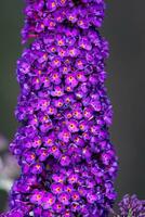 Buddleia flower also known as Butterfly bush, summer lilac. photo