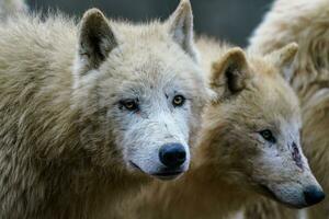 ártico lobo, además conocido como el blanco lobo o polar lobo foto