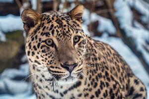 persa leopardo en invierno. foto