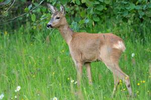 Roe deer in forest, Capreolus capreolus. Wild roe deer in nature. photo