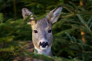 Roe deer in spruce forest, Capreolus capreolus. Wild roe deer in nature. photo