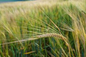 Wheat field. Golden ears of wheat on the field. Background of ripening ears of meadow wheat field. Rich harvest Concept photo