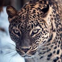 Persian leopard in winter. photo