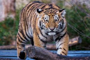 Cute siberian tiger cub, Panthera tigris altaica photo