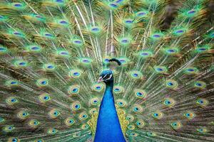 Portrait of beautiful peacock with feathers out. Peacock tail. photo