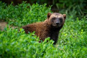 Siberian wolverine Gulo Gulo sitting in nature photo