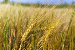 Golden ears of wheat on the field. photo