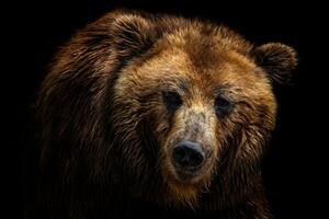 Front view of brown bear isolated on black background. Portrait of Kamchatka bear photo
