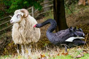 Black swan attacks the wallachian sheep photo