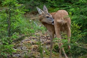 hueva ciervo en bosque, capreolus capreolus. salvaje hueva ciervo en naturaleza. foto