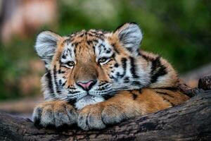 Cute siberian tiger cub, Panthera tigris altaica photo