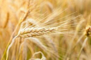 Golden ears of wheat on the field. photo