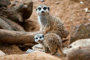 un vertical Disparo de un linda suricata sentado en un madera pedazo. suricata o suricate adulto y juvenil. foto