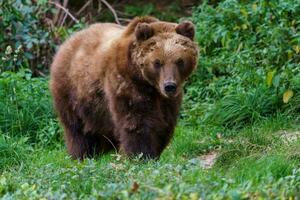 oso pardo kamchatka en el bosque, ursus arctos beringianus foto