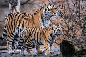 Siberian tiger with cub, Panthera tigris altaica photo