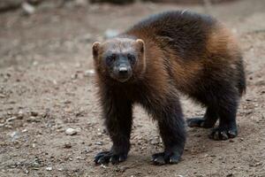 Siberian wolverine Gulo Gulo in nature photo