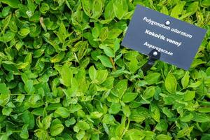 polygnatum odoratum, sello de salomón angular o sello de salomón perfumado. hierba medicinal foto