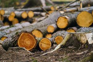 Pile of wood. A view of huge stacks of logs. photo