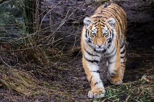 lindo cachorro de tigre siberiano, panthera tigris altaica foto