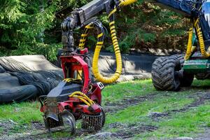 The harvester in a forest. Wheeled harvester for sawing trees and clearing forests. photo