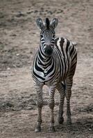 chapman cebra, equus quagga chapmani, en pie en seco suelo foto