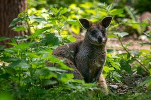 Kangaroo wallabia bicolor sitting on grass in nature photo