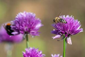 Honey bee collecting nectar from chives plant blossom. photo