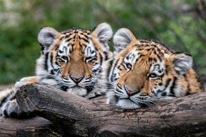 Cute siberian tiger cub, Panthera tigris altaica photo