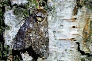 Night moth on a birch trunk photo