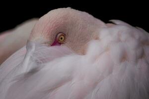 Greater flamingo, Phoenicopterus roseus. Close up detail of head and eye. photo