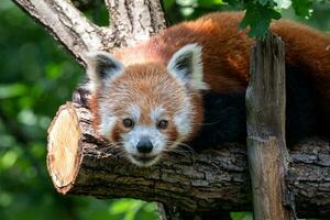 rojo panda en el árbol. linda panda oso en bosque hábitat. ailurus fulgens foto