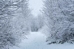 invierno camino. Nevado la carretera en el bosque. foto