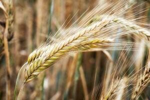 Wheat field. Golden ears of wheat on the field. Background of ripening ears of meadow wheat field. Rich harvest Concept photo