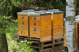 Close up of flying bees. Wooden beehive and bees. photo