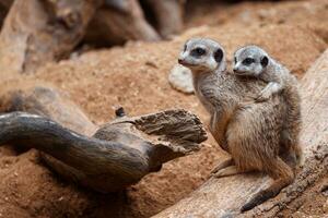 Mother meerkat with baby on guard sitting on a wood piece. Meerkat or suricate adult and juvenile. photo