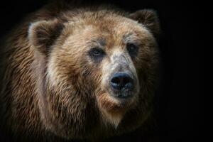 Front view of brown bear isolated on black background. Portrait of Kamchatka bear photo