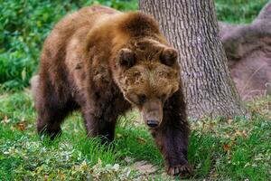 oso pardo kamchatka en el bosque, ursus arctos beringianus foto